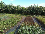 Garuda Organic Farm