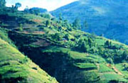 Haiti Landscape